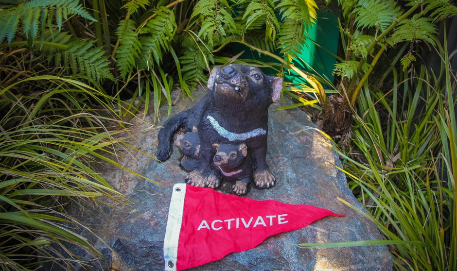 Activate-Australia--Tasmanian-Devil