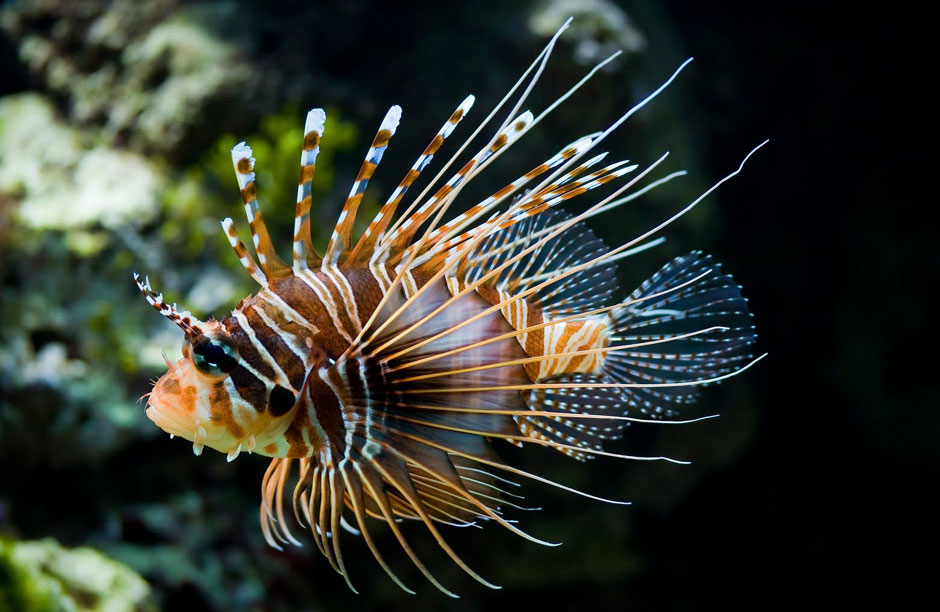 Lionfish