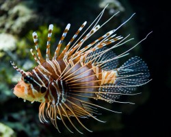 Lionfish